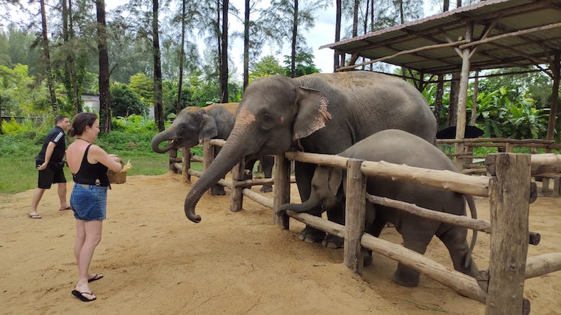 חוות פילים תאילנד